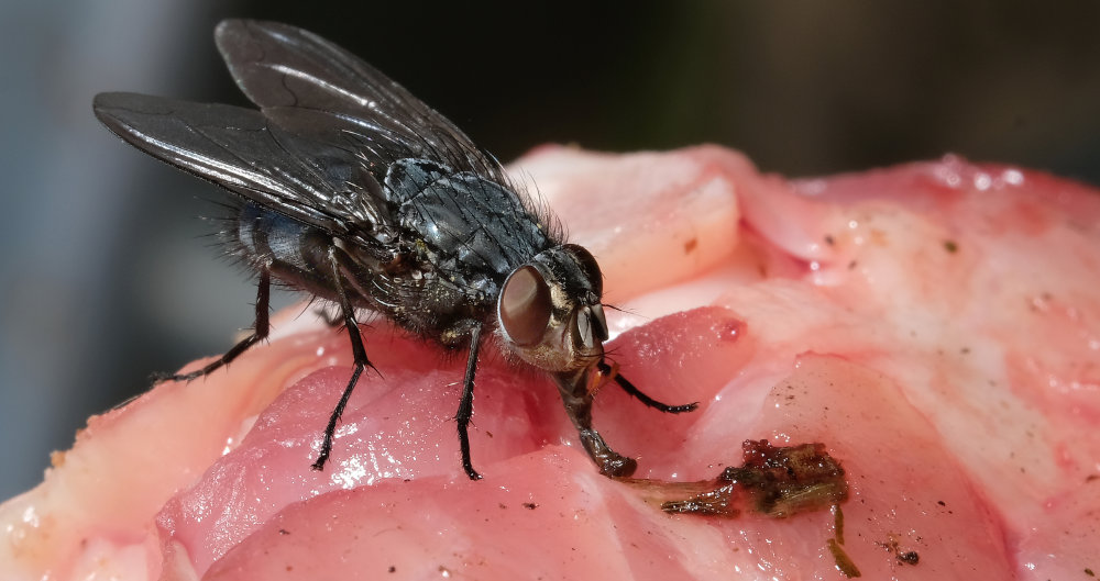 Fliege auf rohem Fleisch