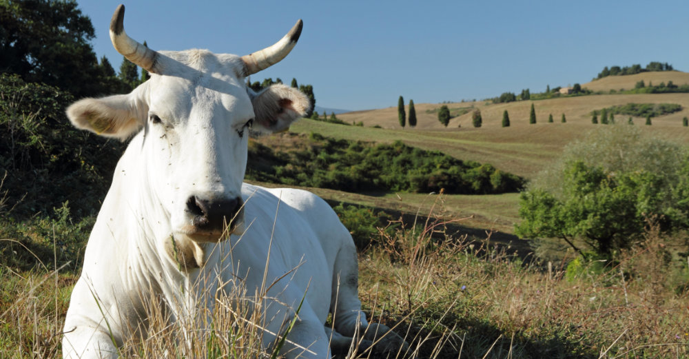 das edle Chianina Rind aus Italien mit herrlichem Fell