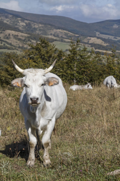 Chianina Rinder sind die schwersten und größen Nutztiere.