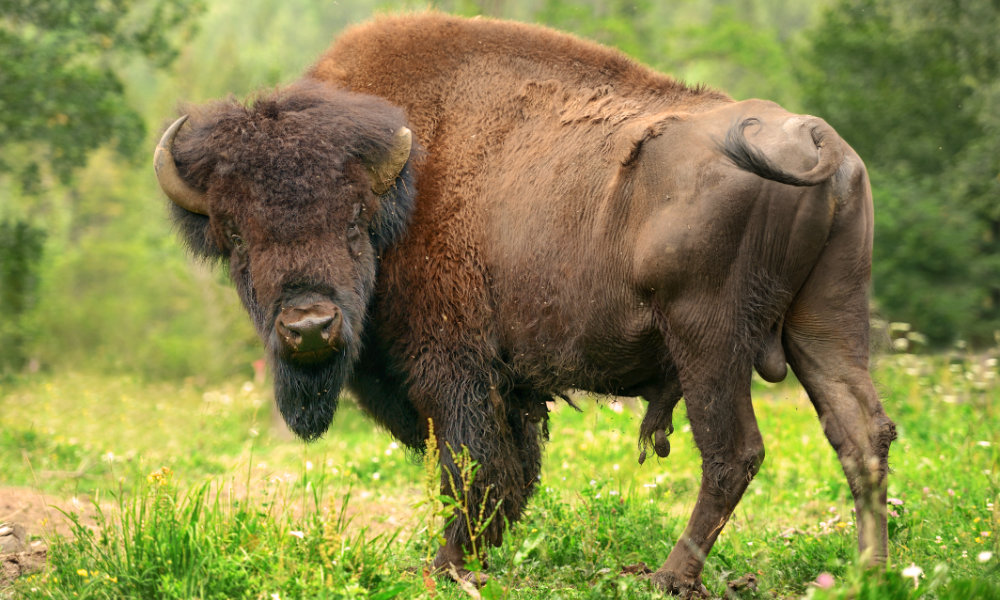 ein mächtiges Bison in freier Wildbahn.