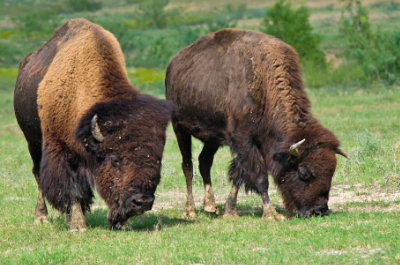 Bisons können bis zu 65 km/h rennen.