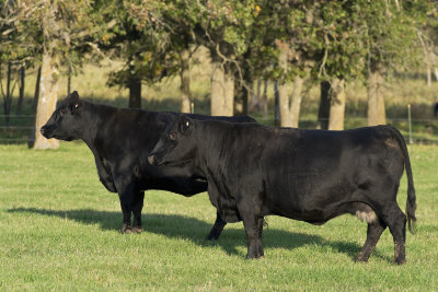 Black Angus Rinder sind sehr mächtige Tiere.