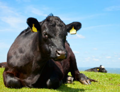 Black Angus Rind ruht sich auf einer grünen Weide aus.