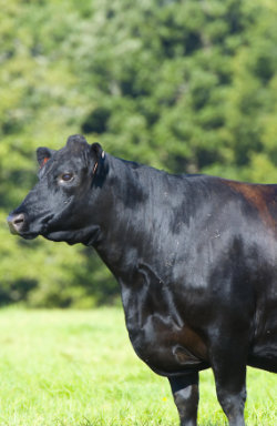 Black Angus Rind sonnt sich auf einer Grasfläche.