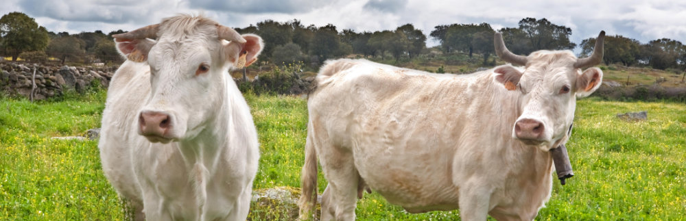 Zwei Charolais Rinder auf einer saftigen Weide