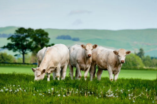 Charolais Rinder gesellen sich idyllisch zum Fressen