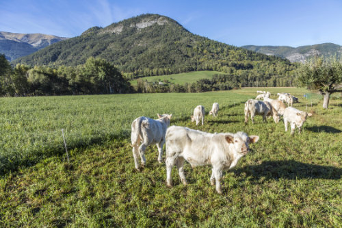 Eine Herde von Charolais Rindern grasen an einem schönen Hügel