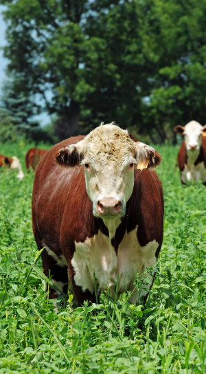 Hereford Rinder haben einen tiefen Rumpf und sehen etwas sperrig aus.