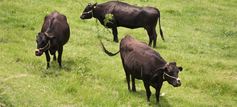 Wagyu Rinder weiden auf einer grünen Wiese.