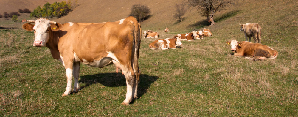 Simmentaler Rinder stehen auf einer Weide.