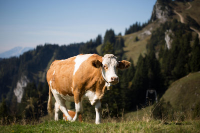 Simmentaler Rinder haben einen langen Rücken.