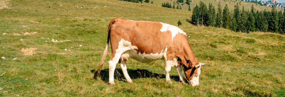 Simmentaler Rinder haben einen sehr starken Mutterinstinkt.