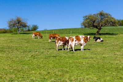 Simmentaler Rinder haben im Schnitt eine höhere Lebenserwartung als andere Rinderrassen.